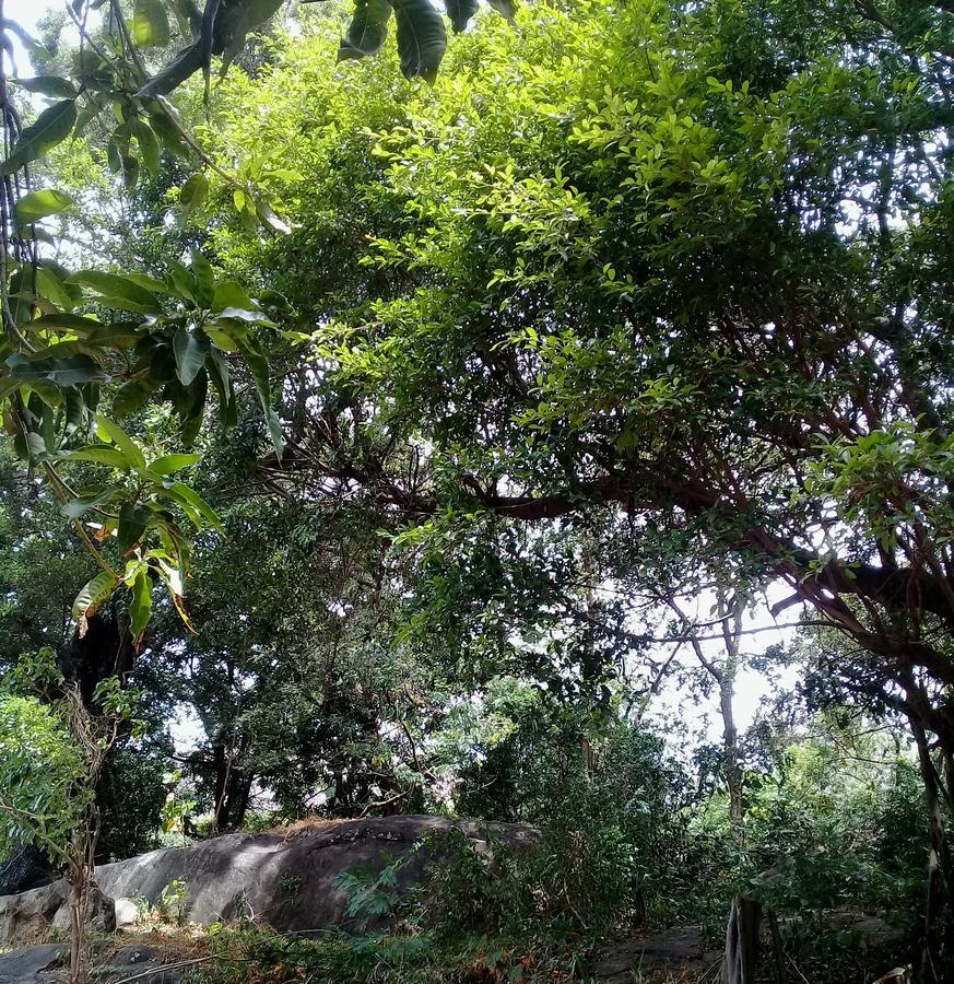 Dambulla Sun Vsh Holiday ภายนอก รูปภาพ
